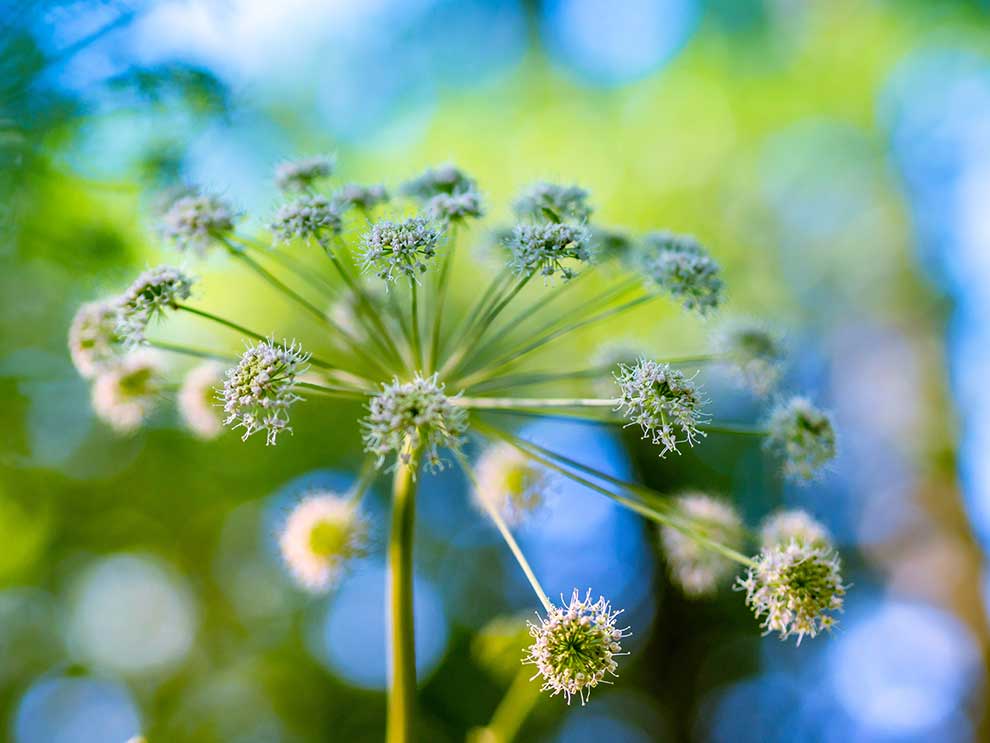 dzięgiel leśny (Angelica sylvestris)