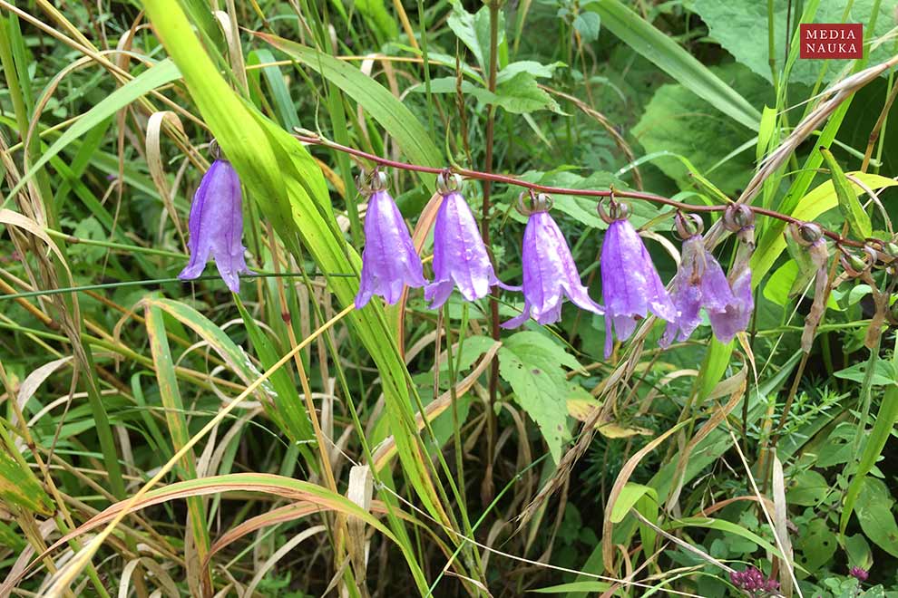 dzwonek jednostronny (Campanula rapunculoides)