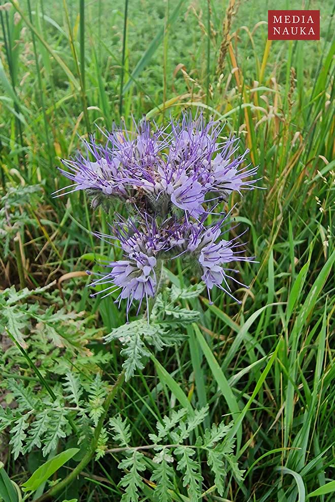 facelia wrotyczolistna, facelia błękitna