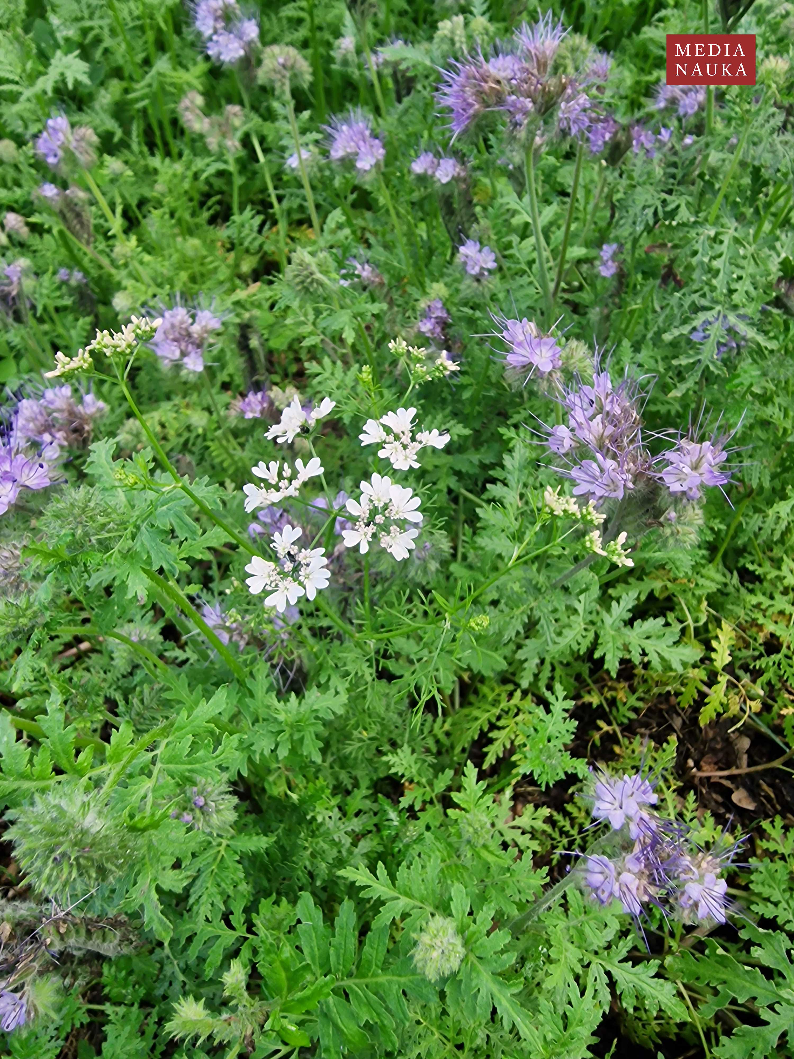 facelia wrotyczolistna, facelia błękitna (Phacelia tanacetifolia)