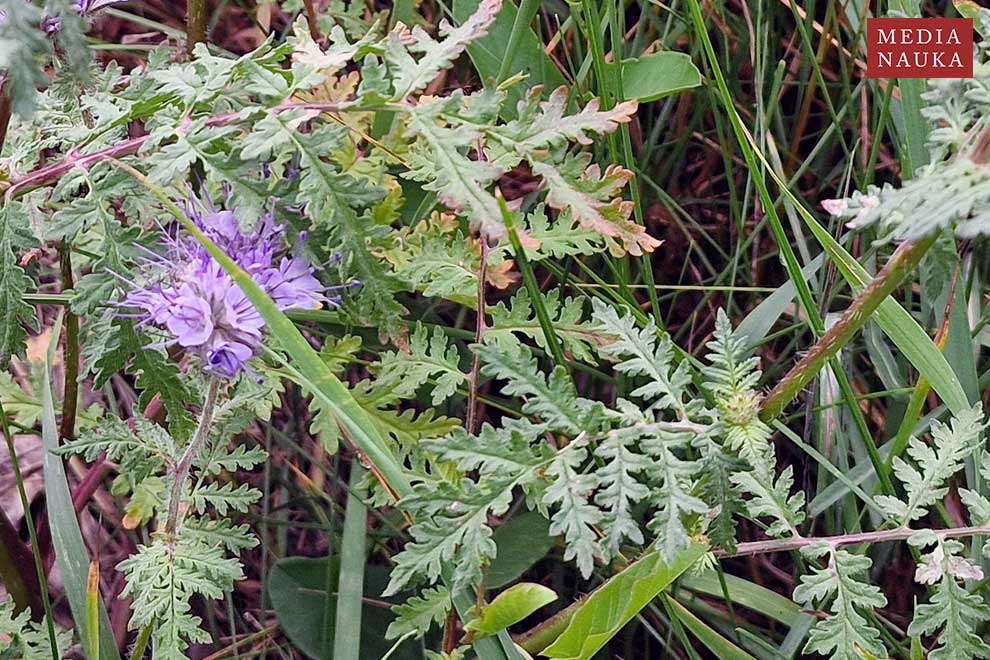 facelia wrotyczolistna, facelia błękitna (Phacelia tanacetifolia)