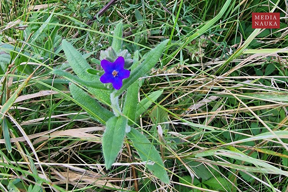 farbownik lekarski (Anchusa officinalis)