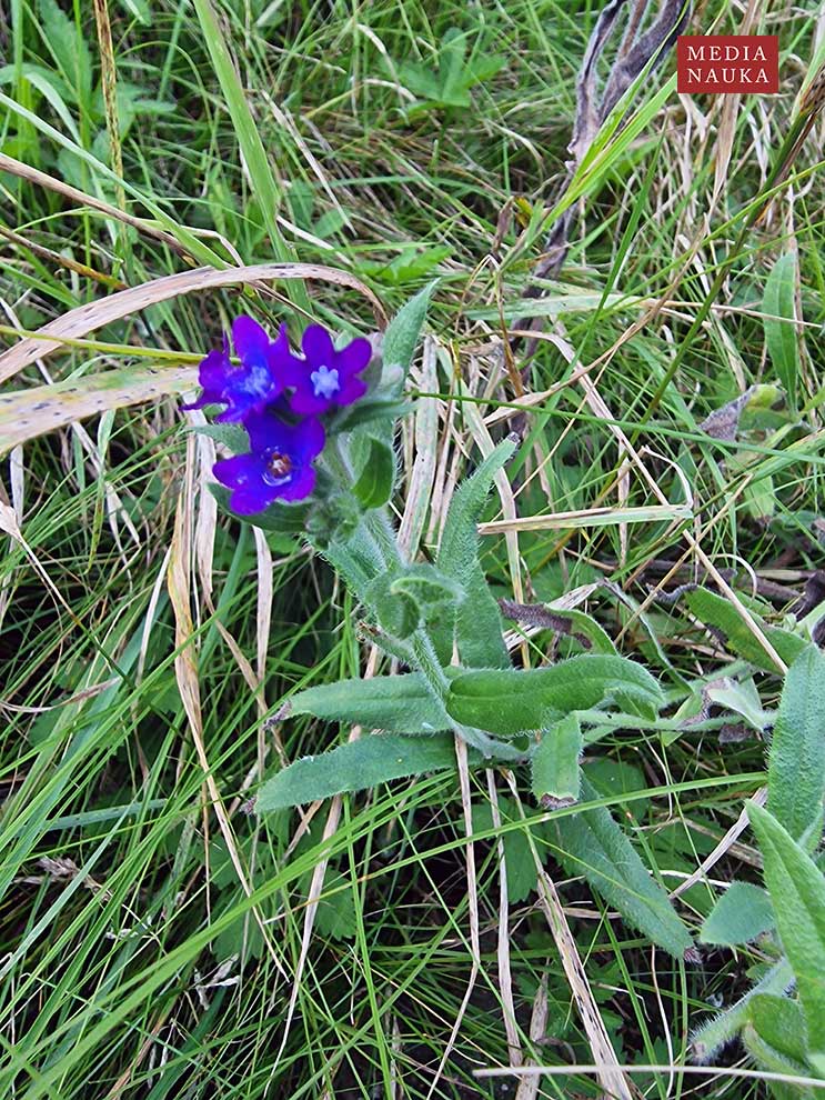 farbownik lekarski (Anchusa officinalis)