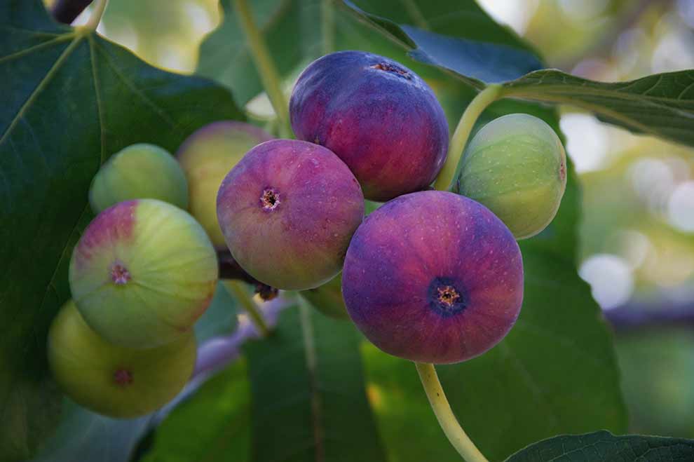 figowiec pospolity, drzewo figowe (Ficus carica)