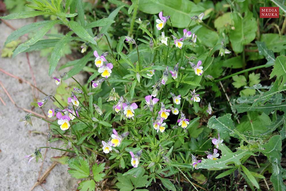 fiołek trójbarwny (Viola tricolor)