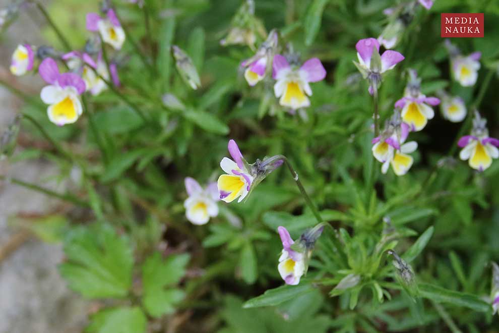 fiołek trójbarwny (Viola tricolor)