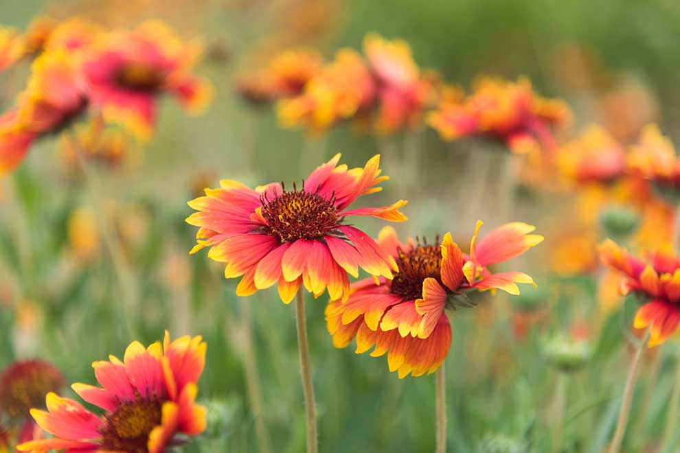 gailardia oścista (Gaillardia aristata)