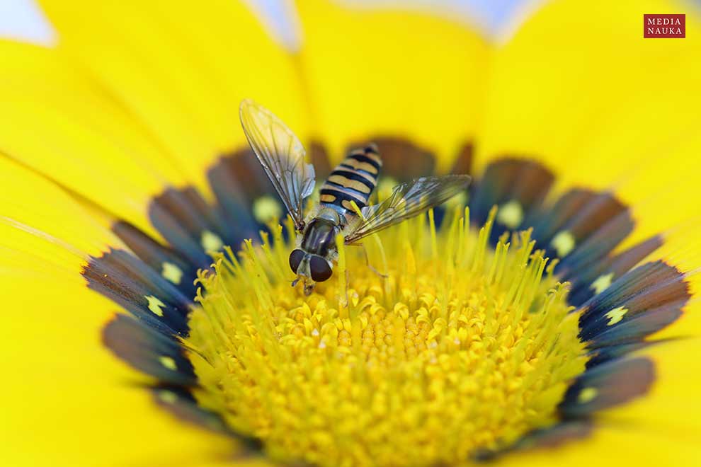 gazania lśniąca