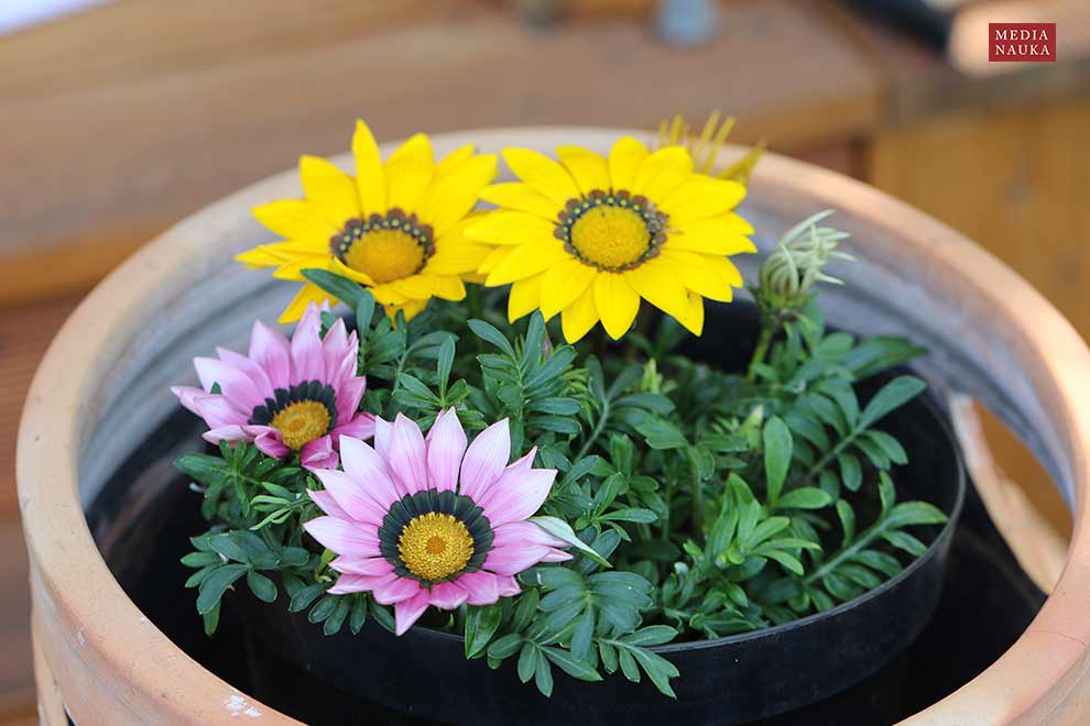 gazania lśniąca (Gazania thermalis)