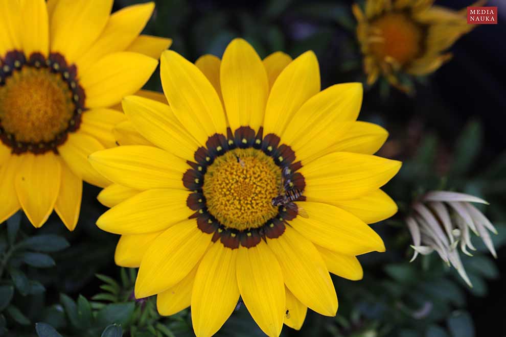 gazania lśniąca