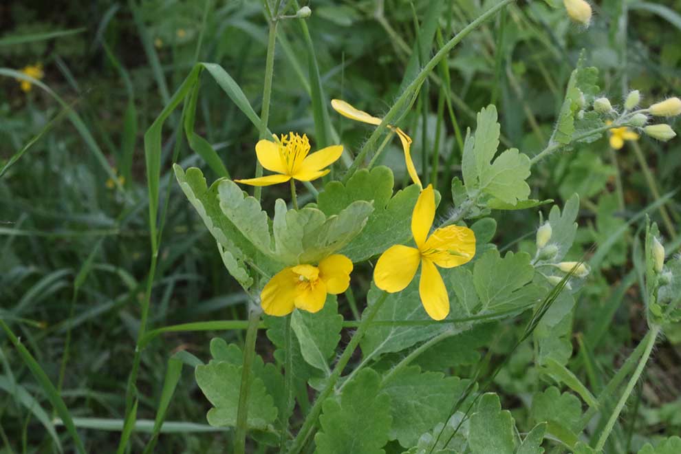 glistnik jaskółcze ziele (Chelidonium majus)