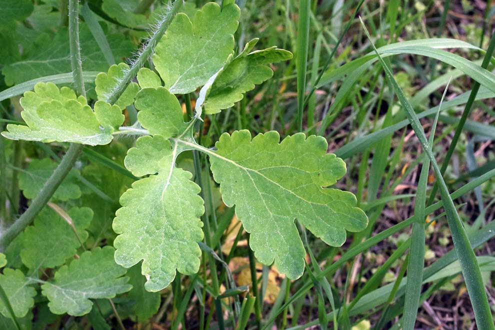 glistnik jaskółcze ziele (Chelidonium majus)