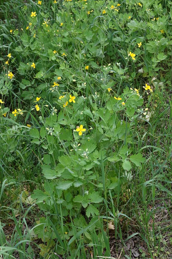 glistnik jaskółcze ziele (Chelidonium majus)