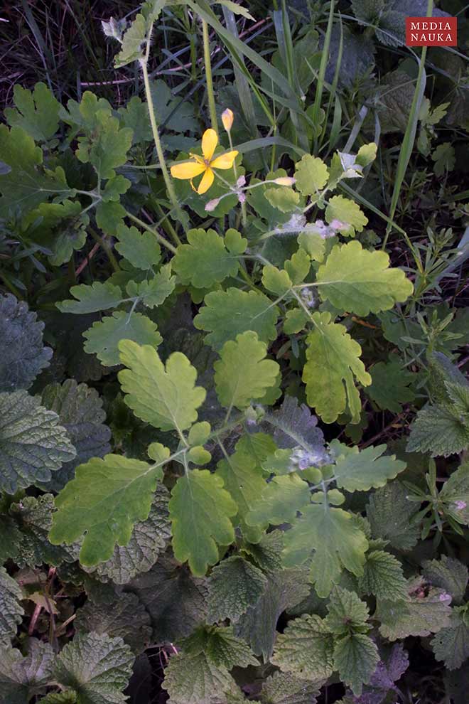 glistnik jaskółcze ziele (Chelidonium majus)