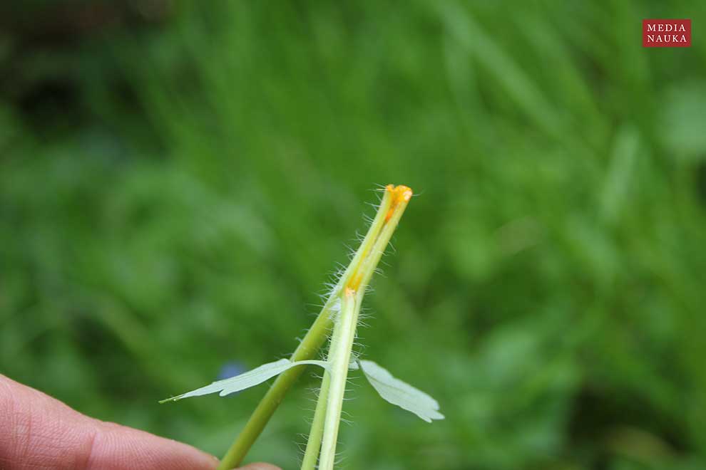 glistnik jaskółcze ziele (Chelidonium majus)