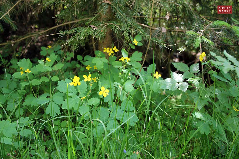 glistnik jaskółcze ziele (Chelidonium majus)