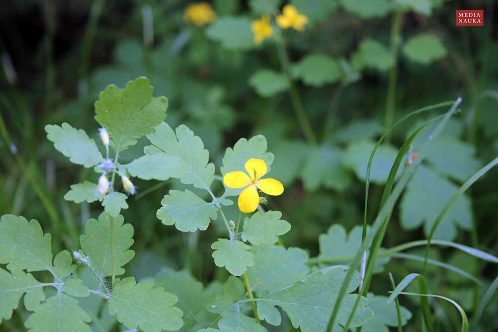 glistnik jaskółcze ziele (Chelidonium majus)