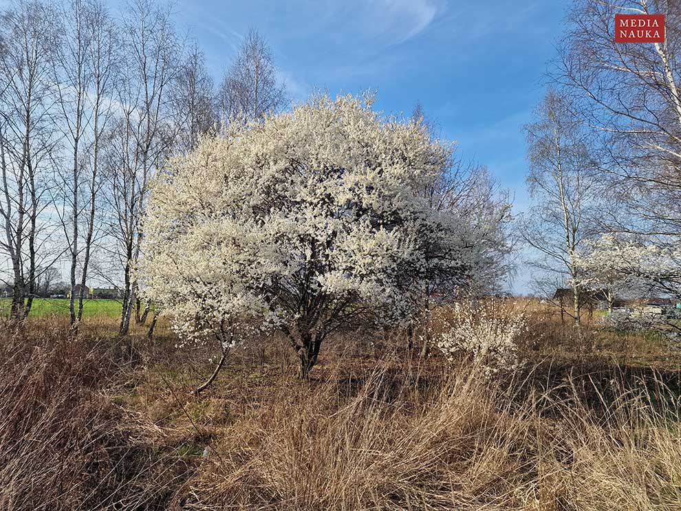 głóg jednoszyjkowy (Crataegus monogyna)