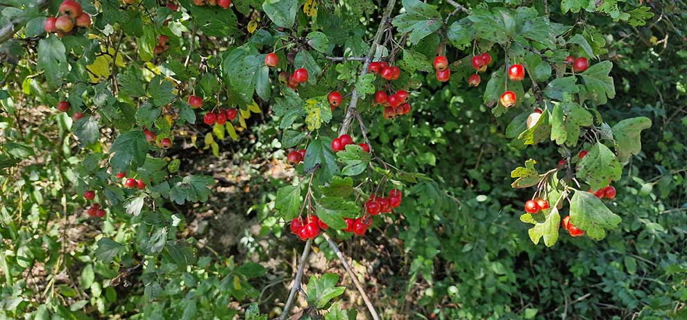 głóg jednoszyjkowy (Crataegus monogyna)