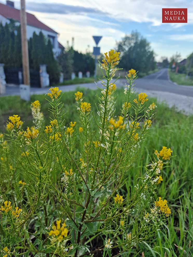 gorczycznik pospolity (Barbarea vulgaris)