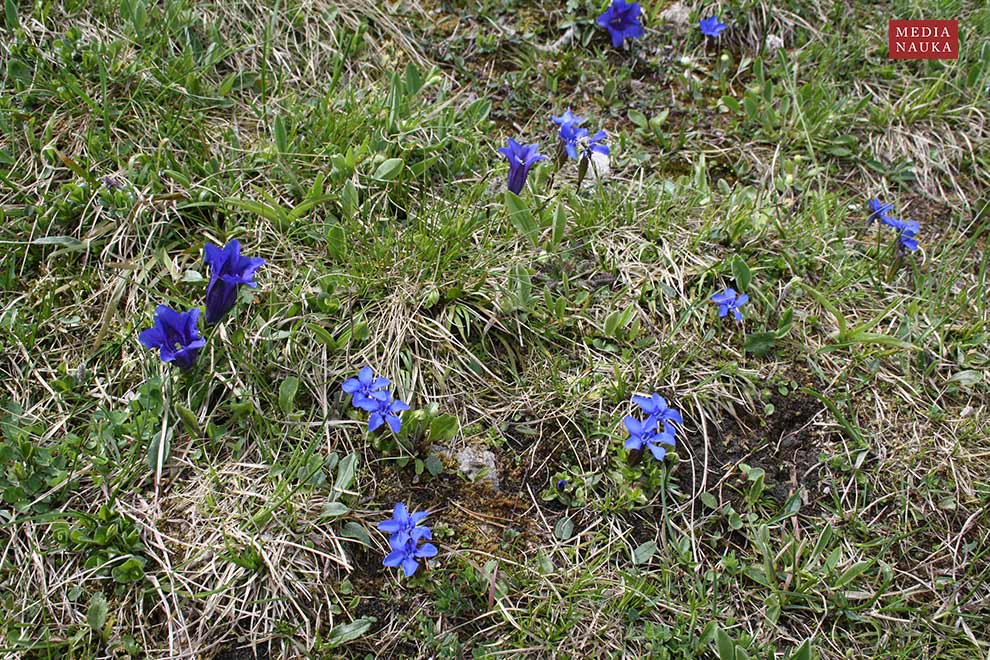 goryczka wiosenna (Gentiana verna)