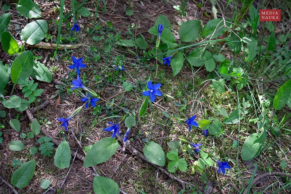 goryczka wiosenna (Gentiana verna)