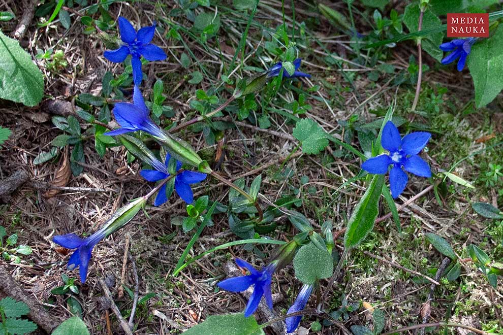 goryczka wiosenna (Gentiana verna)