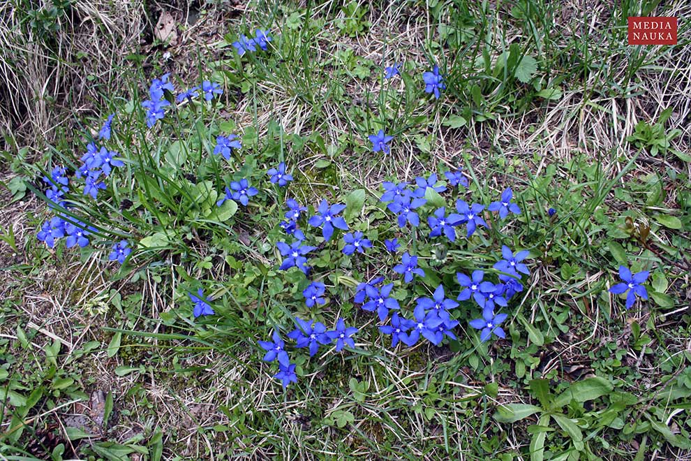 goryczka wiosenna (Gentiana verna)