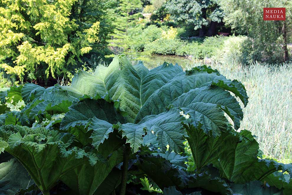 parzeplin brazylijski, gunnera brazylijska