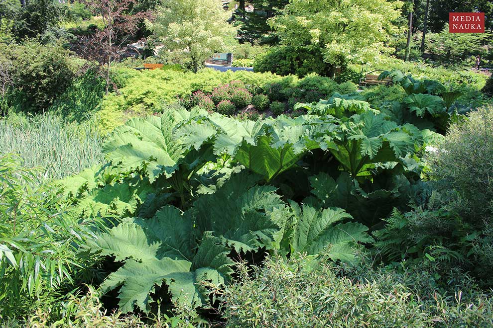 parzeplin brazylijski, gunnera brazylijska