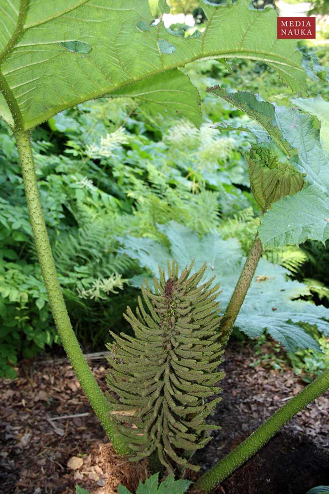 parzeplin brazylijski, gunnera brazylijska (Gunnera manicata)