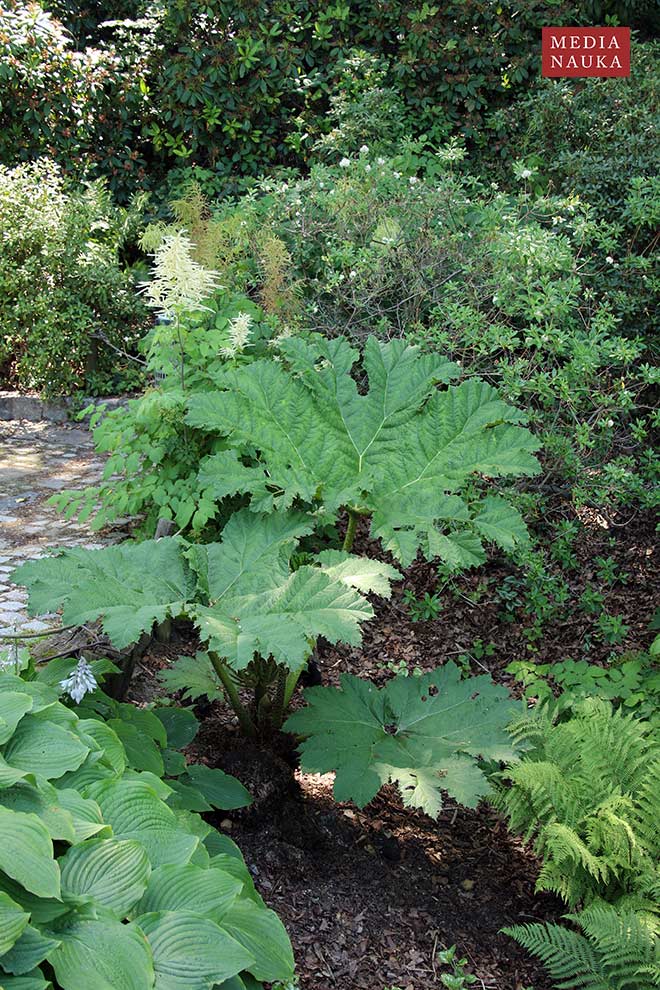 parzeplin brazylijski, gunnera brazylijska