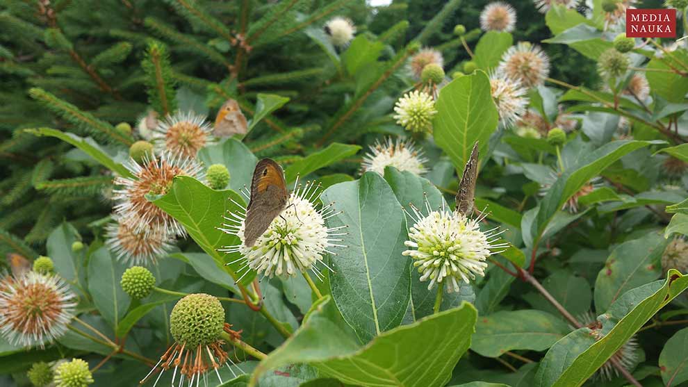 guzikowiec zachodni (Cephalanthus occidentalis)