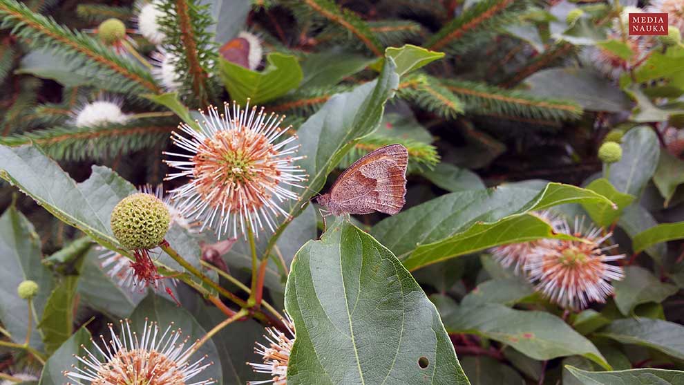 guzikowiec zachodni (Cephalanthus occidentalis)