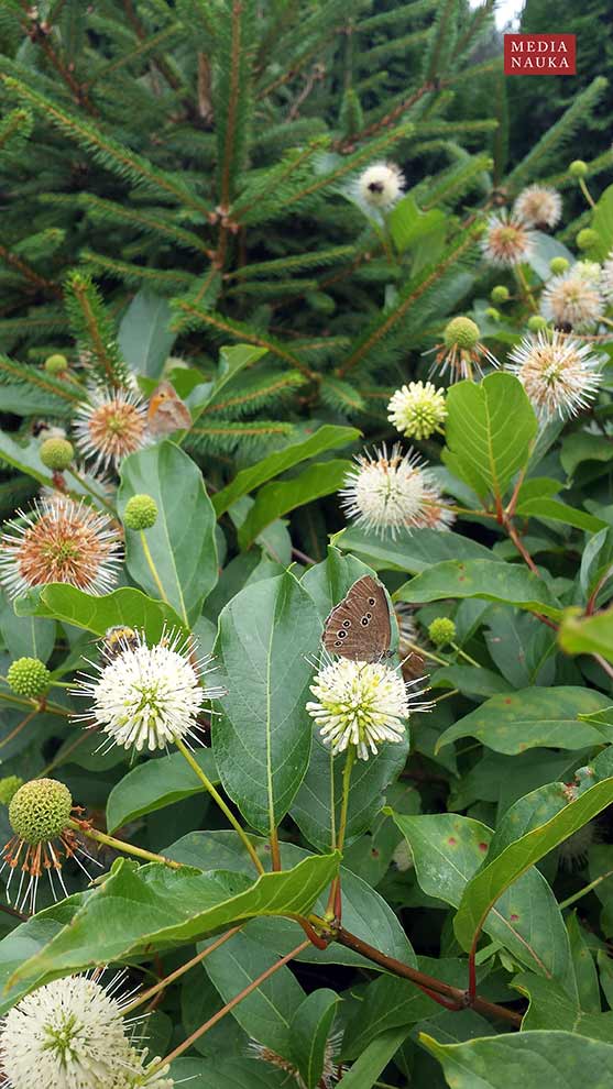 guzikowiec zachodni (Cephalanthus occidentalis)