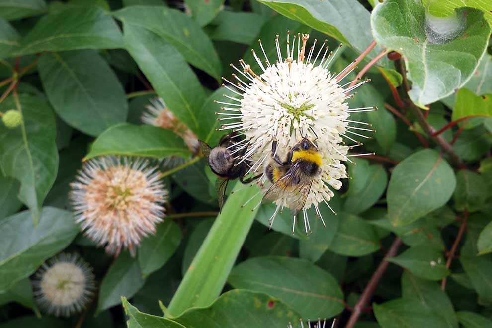 guzikowiec zachodni (Cephalanthus occidentalis)