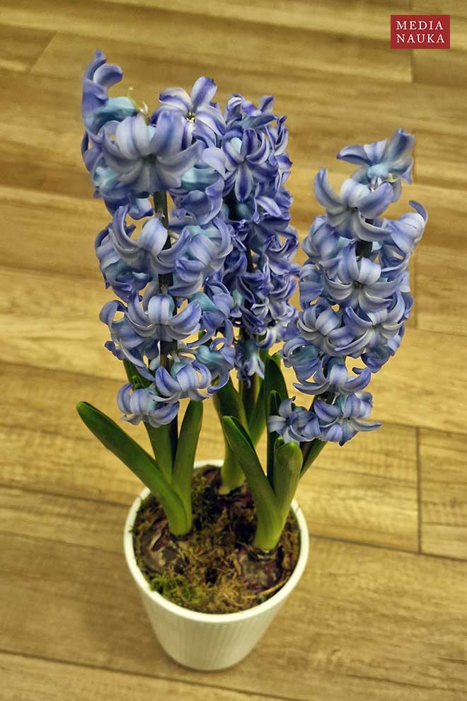 hiacynt wschodni (Hyacinthus orientalis)