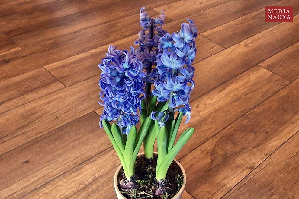 hiacynt wschodni (Hyacinthus orientalis)