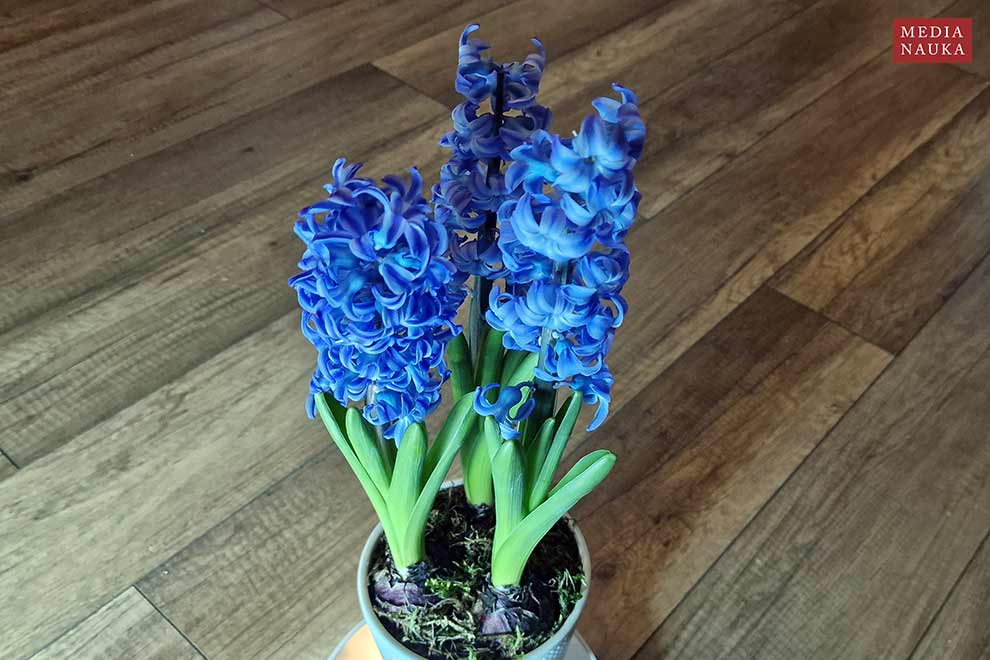 hiacynt wschodni (Hyacinthus orientalis)