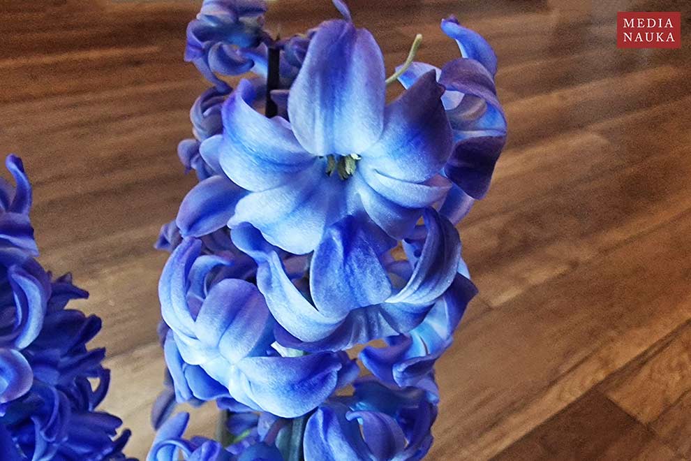hiacynt wschodni (Hyacinthus orientalis)