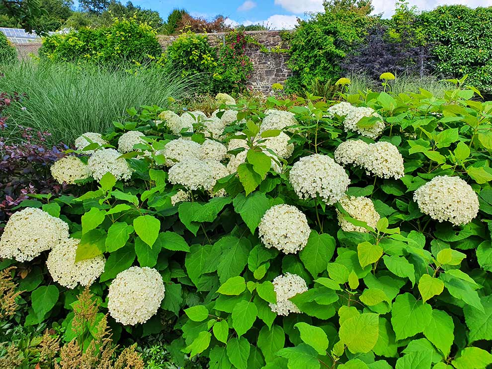 hortensja drzewkowata (Hydrangea arborescens)