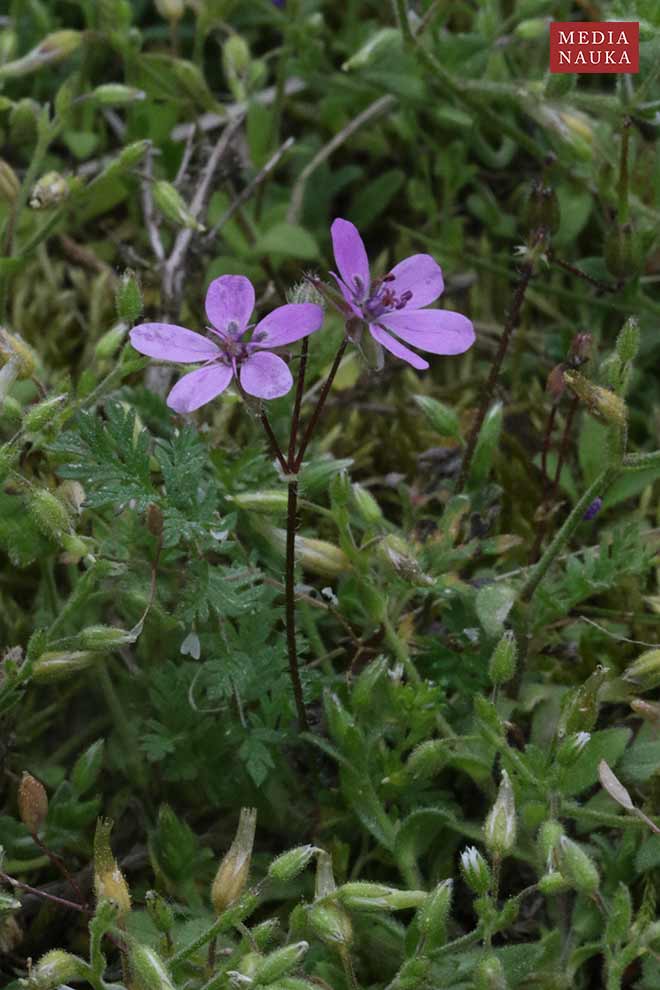 iglica pospolita (Erodium cicutarium)