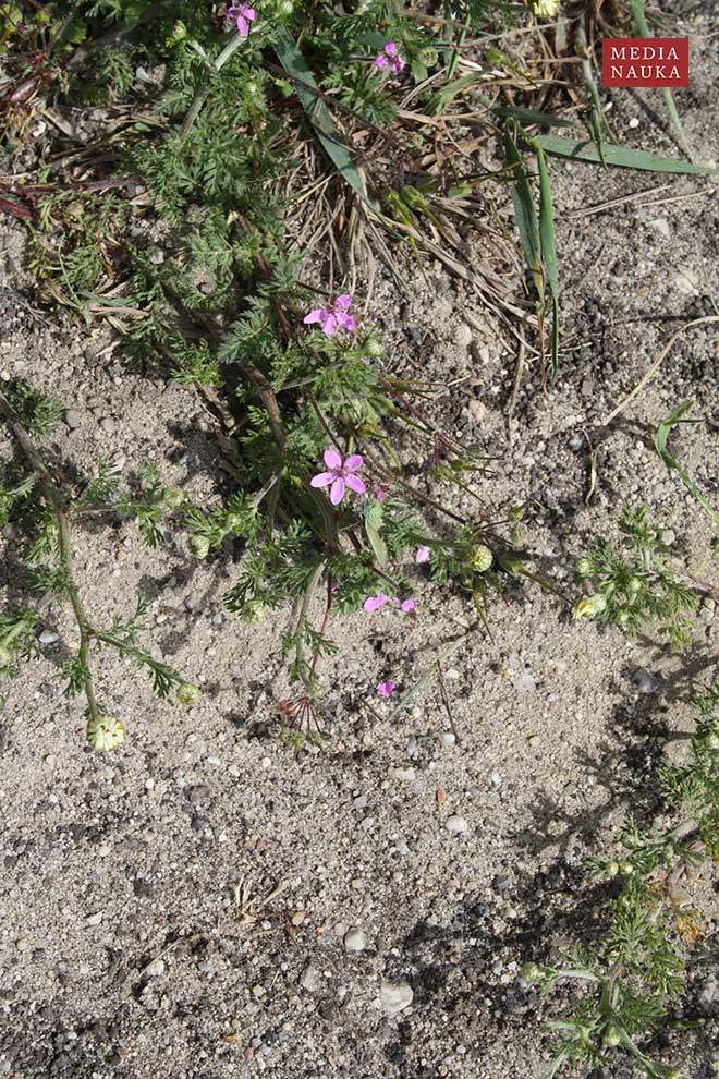 iglica pospolita (Erodium cicutarium)