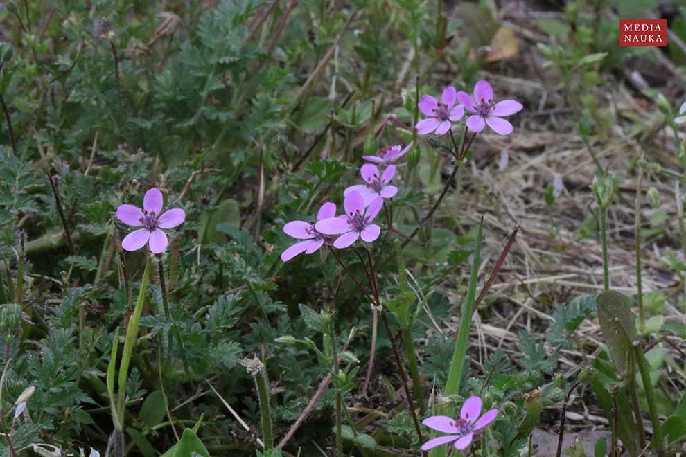 iglica pospolita (Erodium cicutarium)