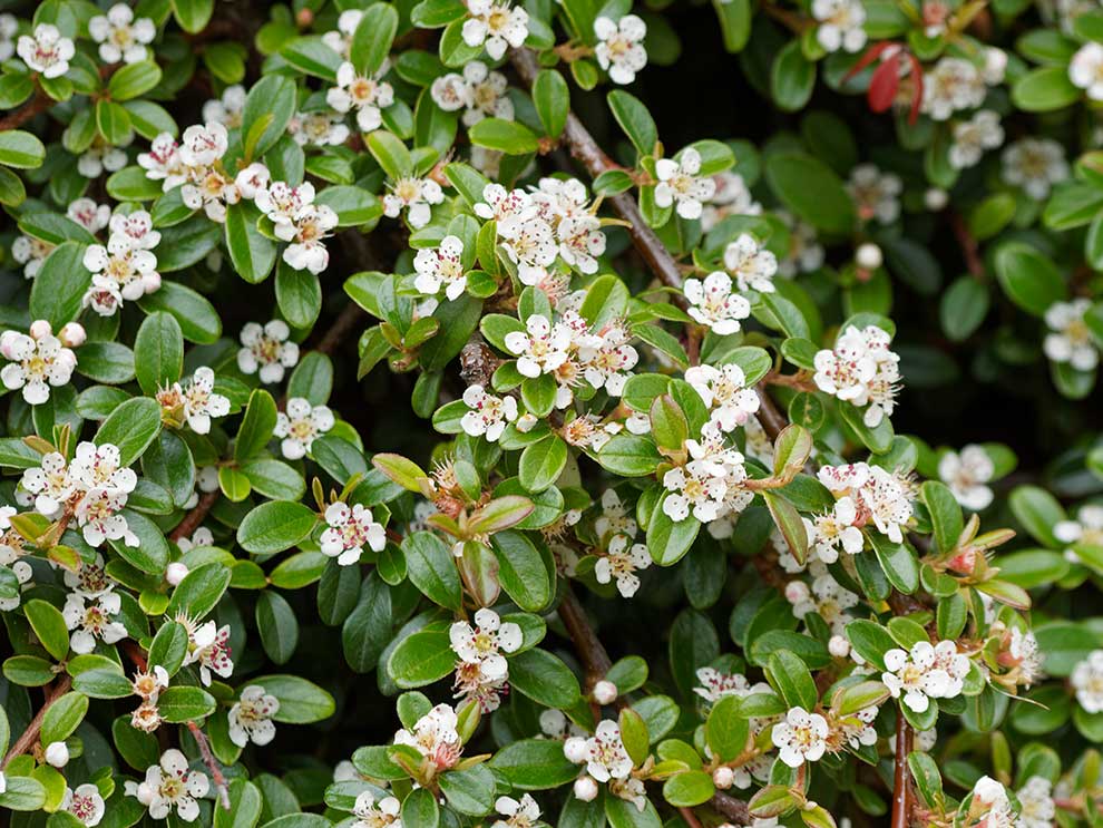irga Dammera (Cotoneaster dammeri)