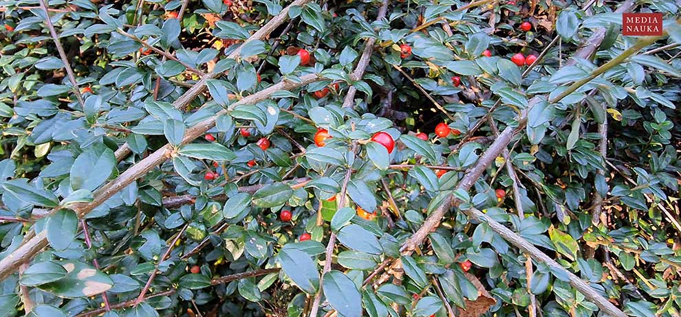 irga pozioma (Cotoneaster horizontalis)