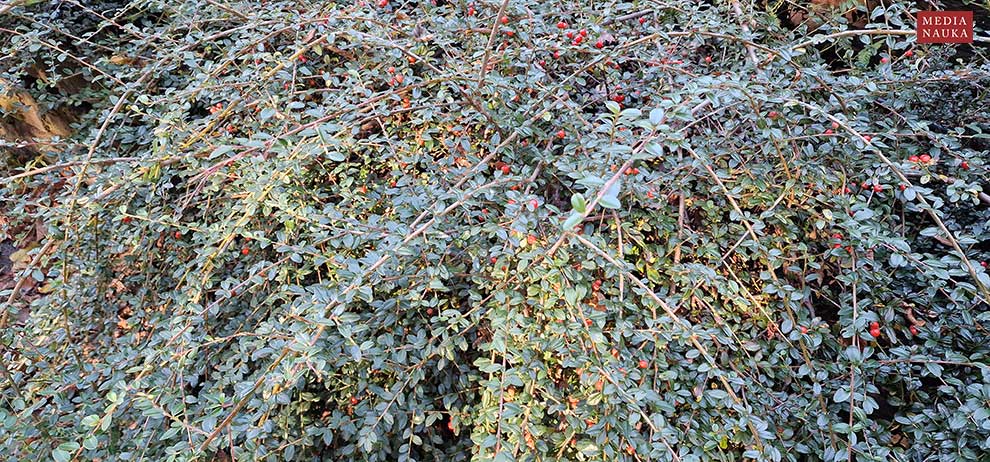 irga pozioma (Cotoneaster horizontalis)