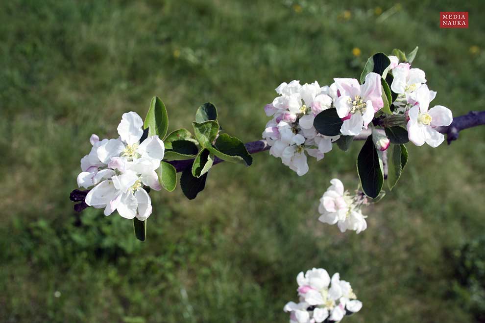 jabłoń domowa (Malus domestica)