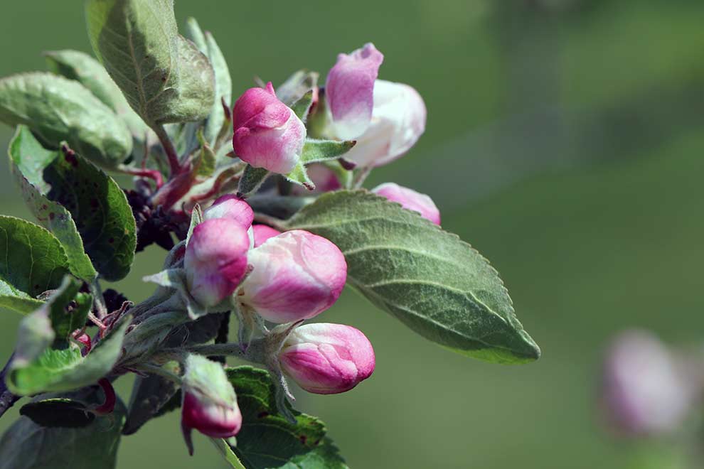 jabłoń domowa (Malus domestica)