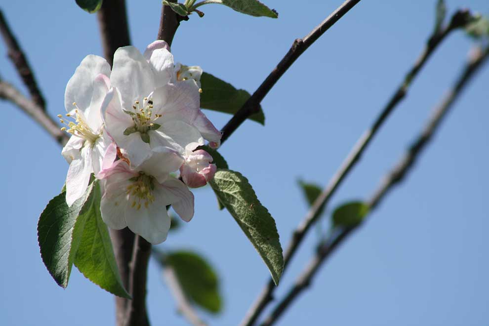 jabłoń domowa (Malus domestica)